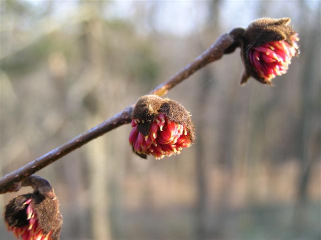 Persian Parrotia flower buds